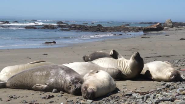 Elefante arañazos en otra foca cerca de San Simeón California — Vídeo de stock