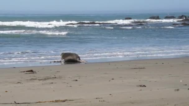 Sjöelefant huvuden ut till havet nära San Simeon i Kalifornien — Stockvideo