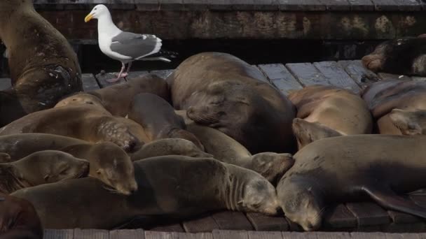 Pile d'otaries dormant sur la jetée — Video