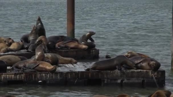 Sea lions interact on the pier — Stock Video