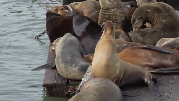 Sea lions doze on the pier — Stock Video