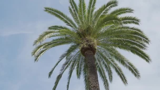 O sol brilha nos ramos de uma palmeira — Vídeo de Stock