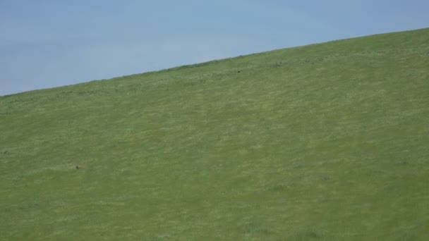 Herbe verte sur une colline dans un parc éolien californien — Video