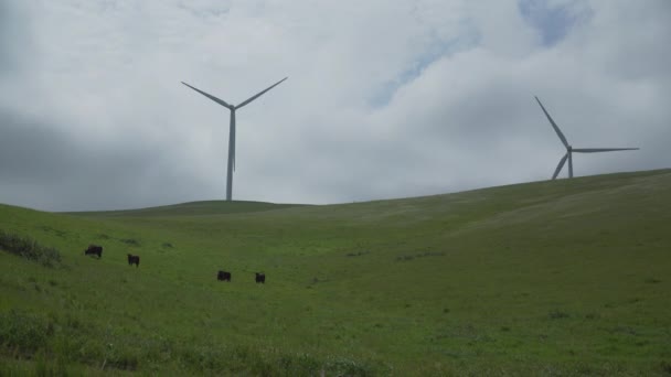 Bovinos pastam em um parque eólico californiano — Vídeo de Stock