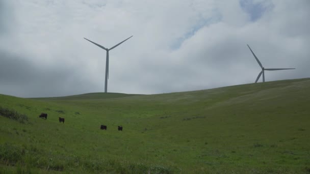 Βοοειδή βόσκουν σε ένα αιολικό πάρκο Καλιφόρνιας — Αρχείο Βίντεο