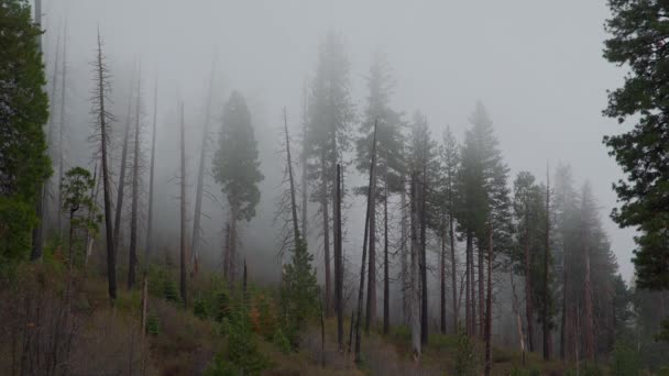 Зловещий туман, дрейфующий по лесу Йосемити — стоковое видео