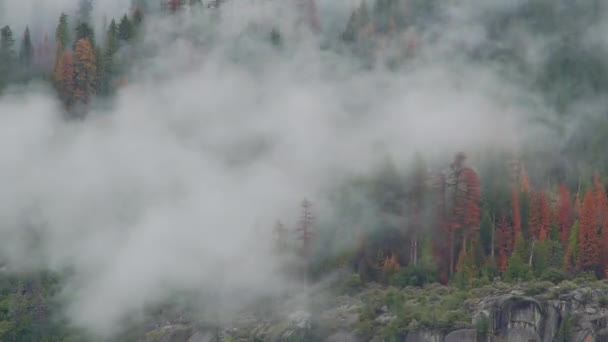 Temps écoulé des nuages qui dérivent à travers les arbres de Yosemite 
