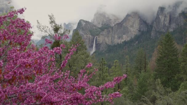 Splash di albero rosa davanti a Yosemite cade — Video Stock