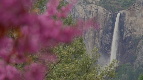 Pink tree in foreground of Yosemite falls — Stock Video