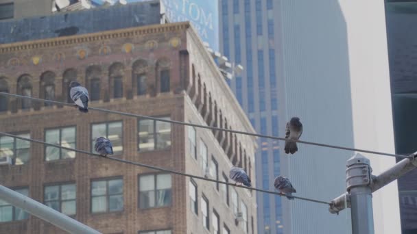 Palomas en un cable en la ciudad de Nueva York — Vídeo de stock