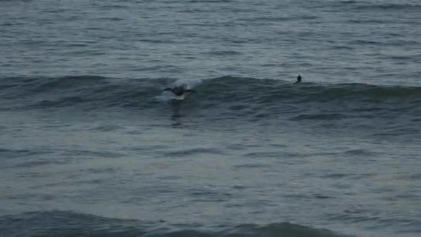 Surfers Dramatic bob in de Oceaan in de buurt van Mesa Beach — Stockvideo