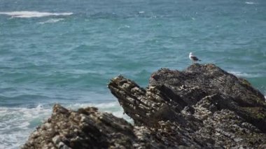 Spooners Cove Beach yakınındaki kayalarda yalnız martı