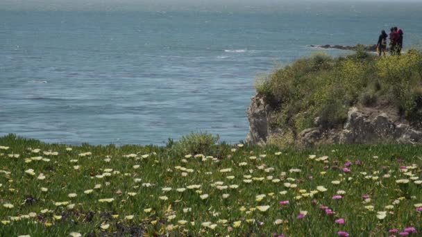 African Mesembryanthemum flowers near Pismo Beach — Stock Video