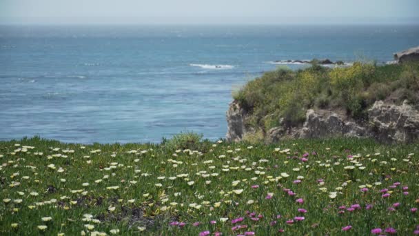 Afrikanska Mesembryanthemum blommor i förgrunden nära Pismo Beach — Stockvideo