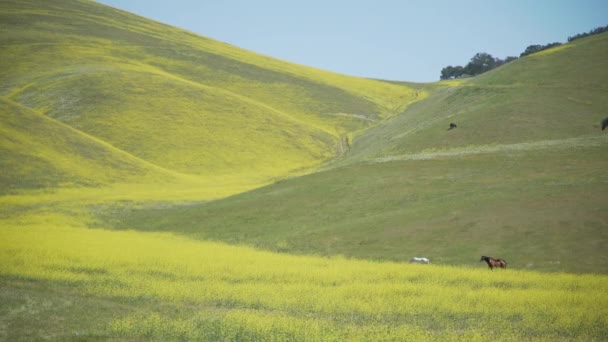 Dos caballos en un campo amarillo lleno de flores — Vídeos de Stock