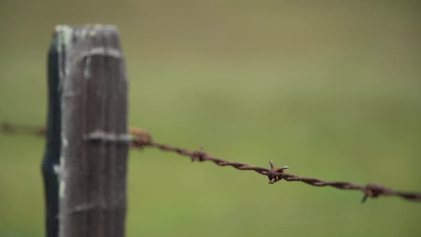 Colpo DOF superficiale di una recinzione di filo spinato — Video Stock
