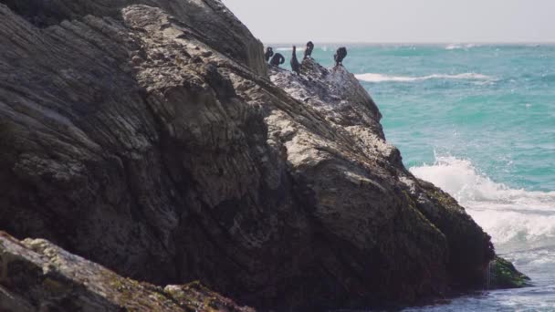 Een paar aalscholvers op de rotsen in de buurt van Spooners Cove Beach — Stockvideo