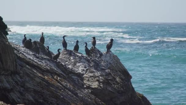 Tiro médio de corvos-marinhos empoleirados nas rochas perto de Spooners Cove Beach — Vídeo de Stock