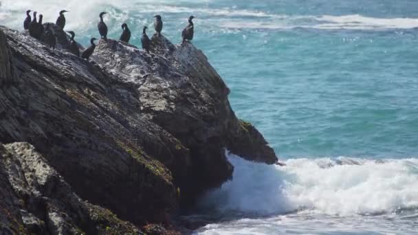 Grupp av skarv uppe på klipporna nära Spooners Cove Beach — Stockvideo