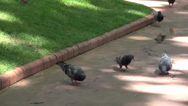 Duiven eten kruimels in het park — Stockvideo