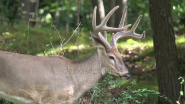 Etkileyici nokta sekiz buck new england ormanda