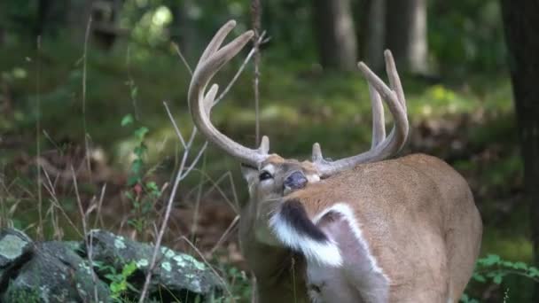 Buck na floresta de Nova Inglaterra — Vídeo de Stock