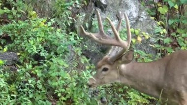 Sağlıklı bir tepe üzerinde besleme geyik arıyorsunuz