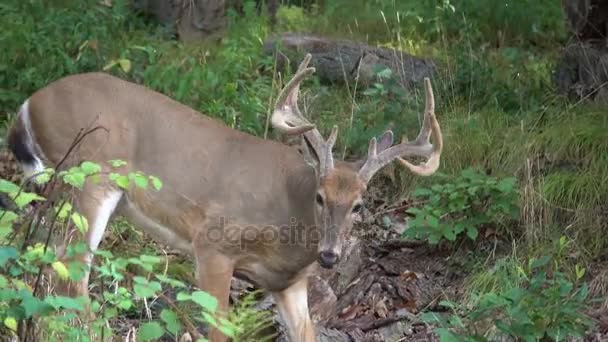 Cerf mâle marchant dans les bois 