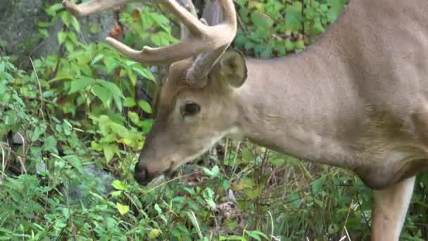 Close up of an eight point buck chewing — Stock Video