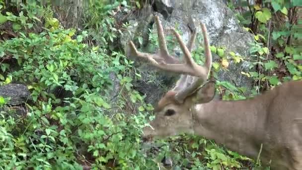 Healthy looking deer feeding on a hillside — Stock Video