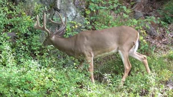 Cerf de Virginie mâle se nourrissant — Video