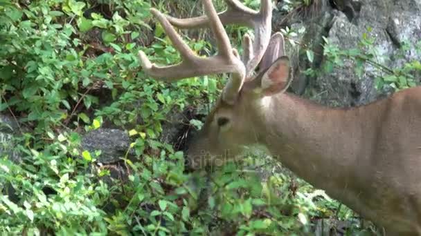 Οκτώ σημείο buck ακόμα σε βελούδο τρώει — Αρχείο Βίντεο