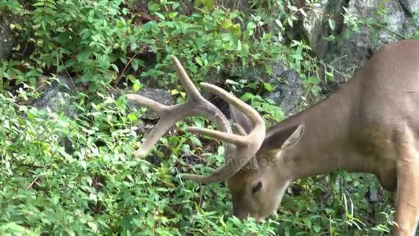 Huit point buck appréciant un peu d'herbe 