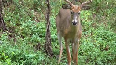 Genç bir erkek geyik bitkiler yemek
