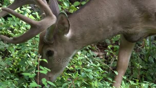 Close up de um grande veado macho alimentando — Vídeo de Stock