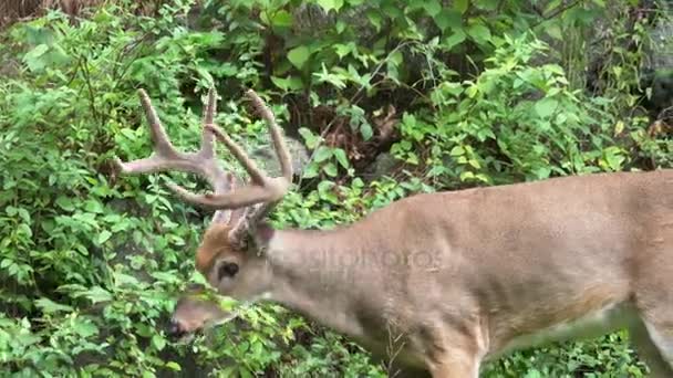 Un cerf mâle alerte dans les bois 