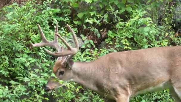 Um veado macho alerta na floresta — Vídeo de Stock