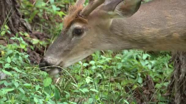 Κλείνω πάνω θέα του ένα νεαρό buck τρώει — Αρχείο Βίντεο