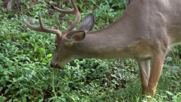 Genç buck çimenlerin üzerinde besleme — Stok video