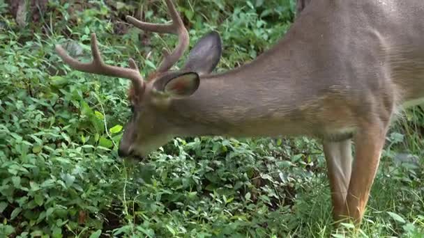 Young buck livnär sig på gräs — Stockvideo