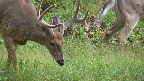 Zralé, buck krmení v lese — Stock video