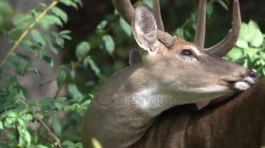 Erkek geyik onun ceket Temizleme