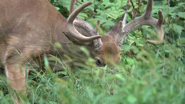 Buck grignote sur les feuilles de framboise 