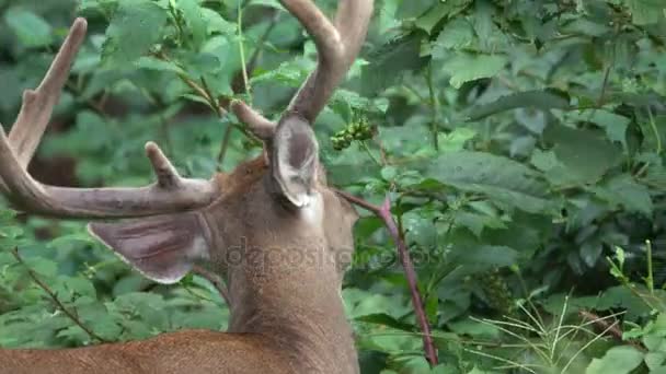 Buck voeden met bladeren — Stockvideo