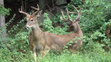Altı nokta buck ve 8 nokta buck ormanda