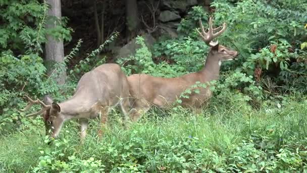 Deux mâles dans un sous-bois épais 