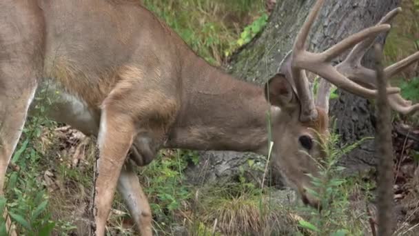 En manlig hjortar som betar i skogen — Stockvideo