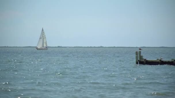 Velero navega junto a un muelle — Vídeo de stock