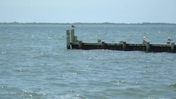 Aves sentadas en un muelle costero — Vídeo de stock