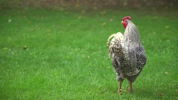 Gorgeous rooster walks around on green grass — Stock Video